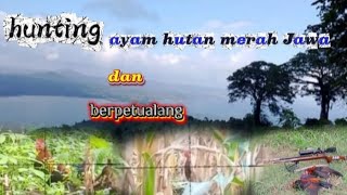 New way‼️hunting chicken🐓Java red forest #hunting #adventure