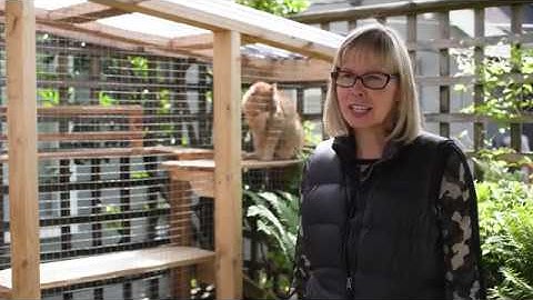 Catios result in happier cats!