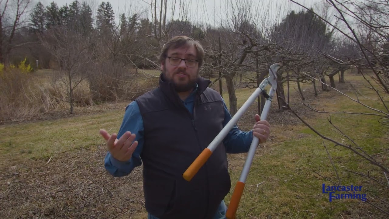 Orchard Pruning Tips with Penn State Extension
