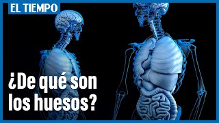 What are bones made of?