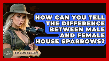 How Can You Tell The Difference Between Male And Female House Sparrows? - Bird Watching Diaries