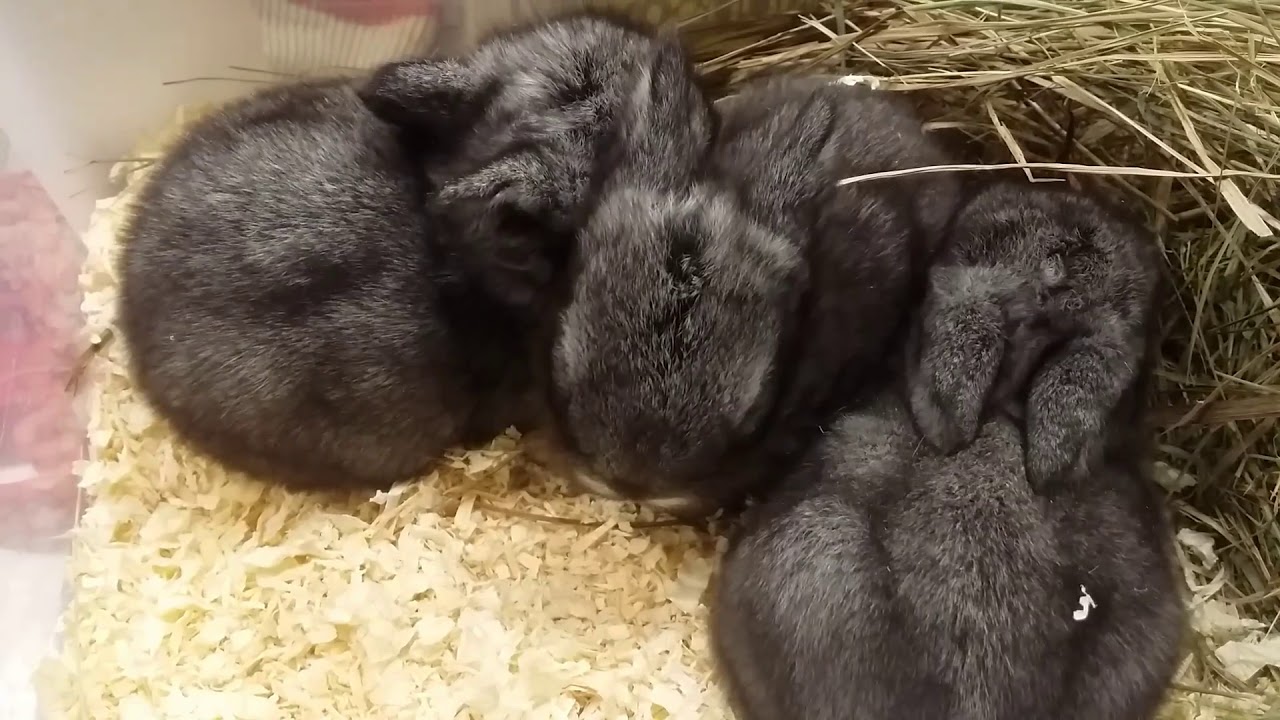 Mini lop chinchilla rabbits 3 mini lops from Lekarna YouTube