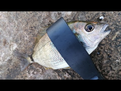 Утренняя рыбалка на Чёрном море. Рокфишинг. Ласкирь, скорпена