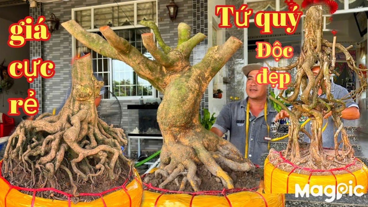 A Trung 👉 Zalo 0978272557 💥 khai xuân đầu năm mai tứ quý, mai vàng nghệ thuật giá bao rẻ tại ĐT 