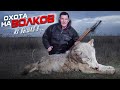 охота на волков.вышло 8 ВОЛКОВ! wolf hunting.wolfsjagd