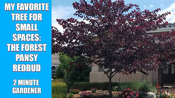 My Favorite Tree for Small Spaces: The Forest Pansy Redbud