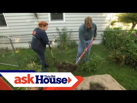 How to Transplant a Rose Bush | Ask This Old House