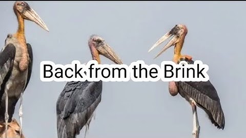 All Q/A | Back from the Brink | Enhanced English Alive | Class  7