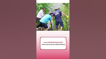 Cá heo chết trôi trên sông Ông Đốc, nghi là con cá heo đi lạc từng bị chĩa đâm