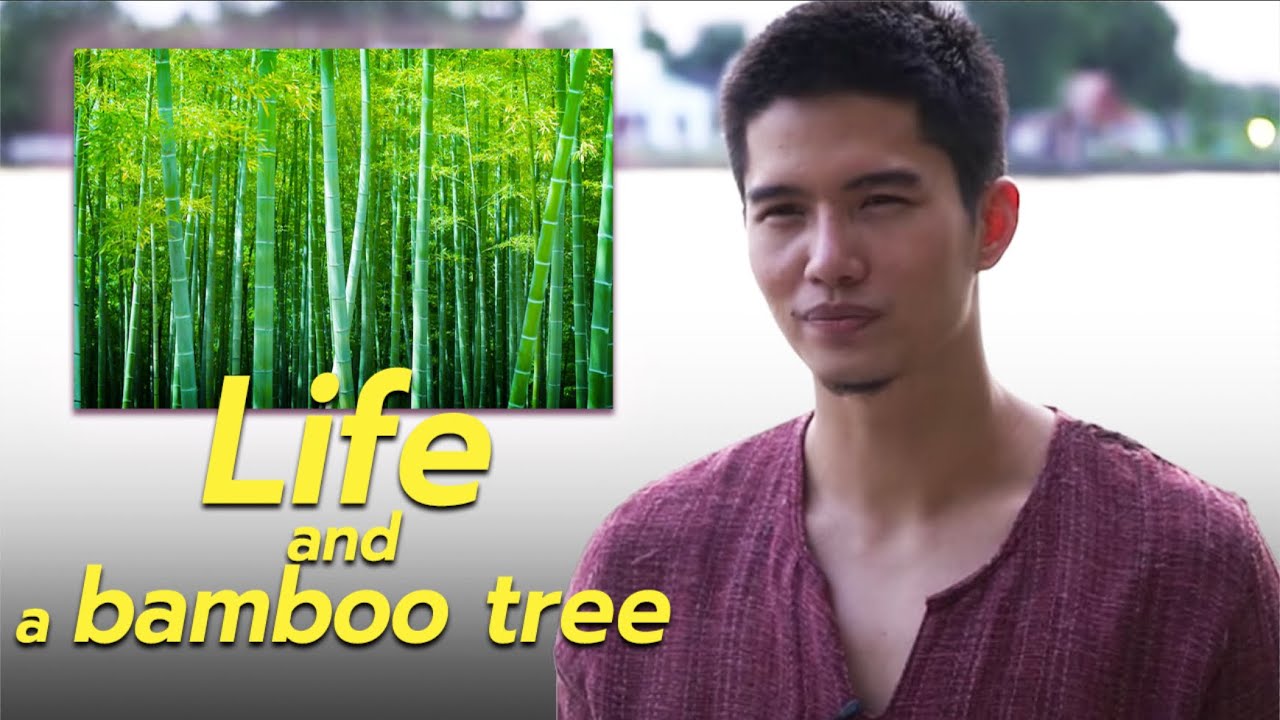 Life and A Bamboo Tree - ต้นไผ่จีน