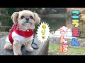 犬用リュックで公園散歩 長い階段を登りました！ チワワ×シーズー