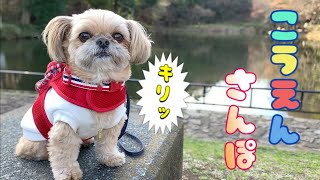 犬用リュックで公園散歩 長い階段を登りました！ チワワ×シーズー