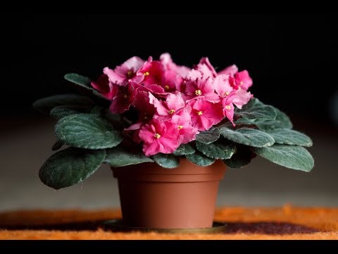 Чем подкармливать фиалки для обильного цветения в домашних условиях