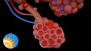 New coronavirus seems to have distinctive pattern of damage in lungs