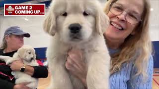 The 2026 4 Paws for Ability Service Dog Scrimmage, Sponsored by Danis