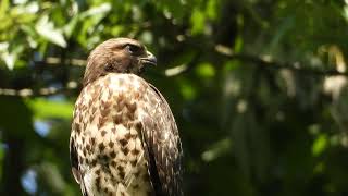 LMC Red Shouldered Hawk Cam 4K June 26 2023