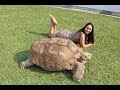 TANUS! La tortuga más grande de México 😮