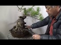 Hurt pine tree will be beautiful Bonsai by Bonsai master 3 years later.