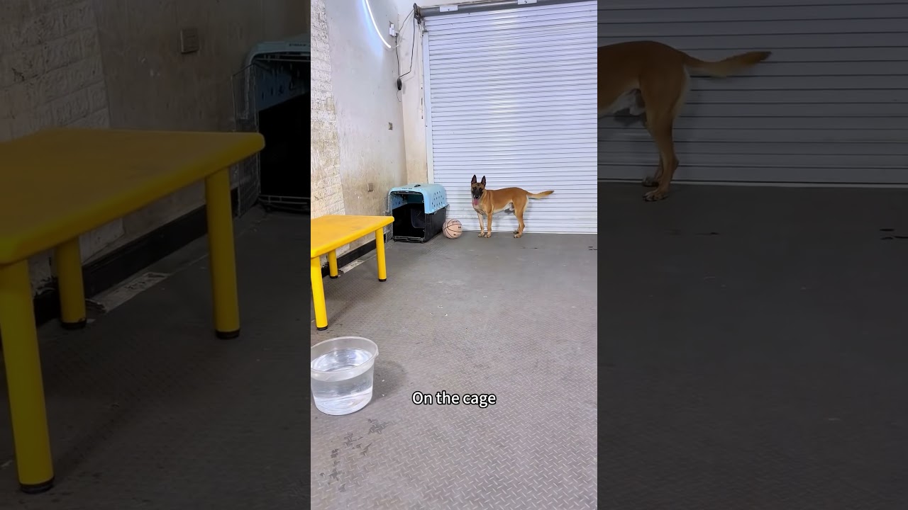 How We Taught Our Dog to Listen (Best Training Program!) 🔥 | Link in Description ​#BelgianMalinois