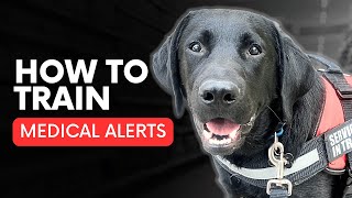 How to Train Medical Alert Service Dog Tasks (Step-by-Step Training Plan)