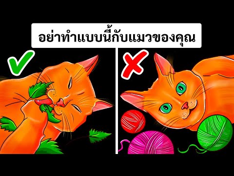 วีดีโอ: ต้องการช่วยชีวิตลูกแมวกำพร้าหรือไม่? นี่คือสิ่งที่คุณทำ