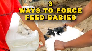 How To Force Feed Rabbit Babies Easy Steps