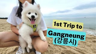 Puppy First Trip to Gangneung, South Korea by Sarangsnowbear 753 views 1 year ago 15 minutes