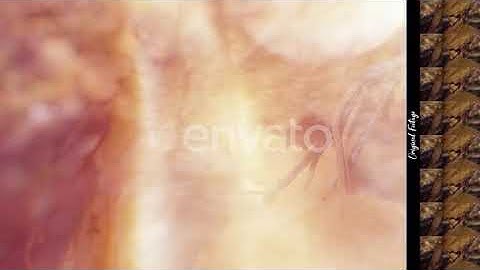 Autumn Light Overlays (4K Set 5) | Motion Graphics - Envato elements