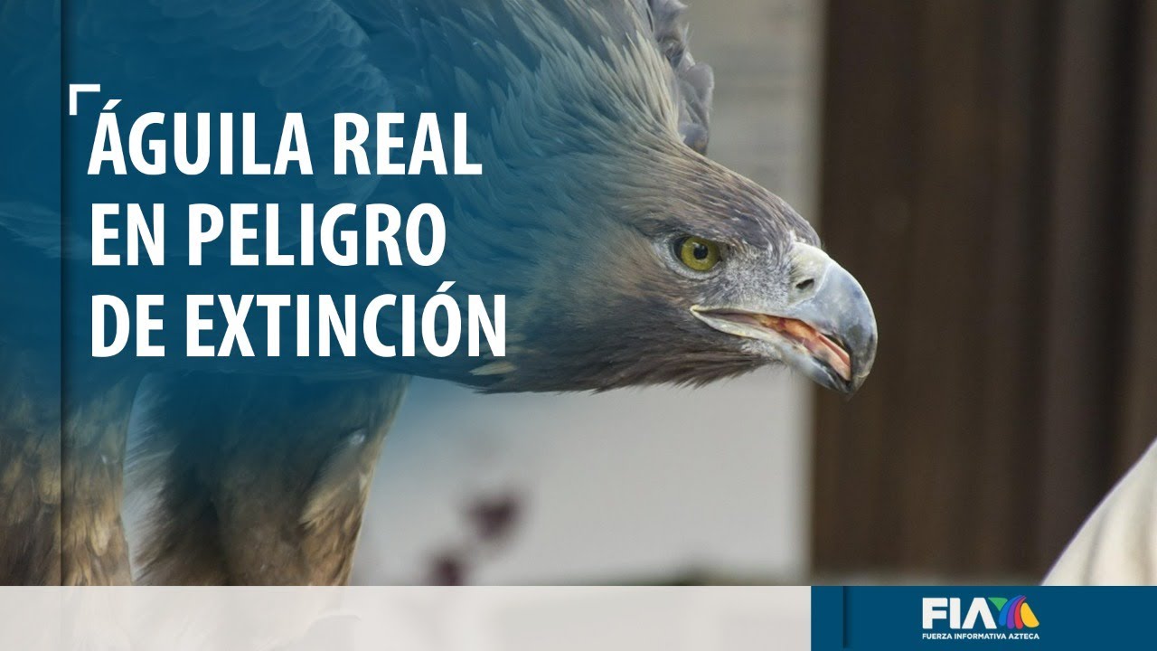 El Águila Real, el ave que simboliza México y podría desaparecer - YouTube