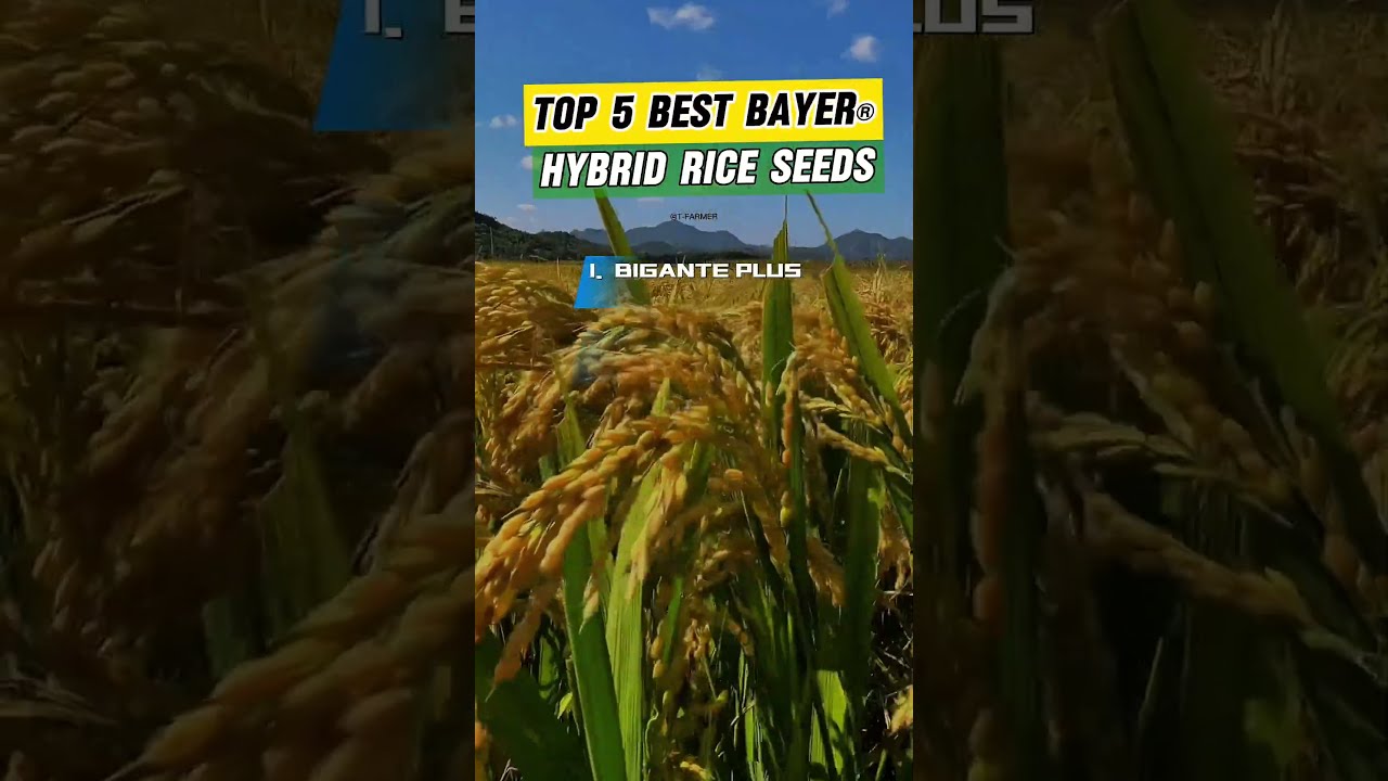TOP 5 BEST BAYER HYBRID RICE SEEDS Bayer Agriculturefarming Agriculture Biganteplus Rice