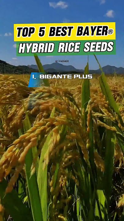 TOP 5 BEST BAYER HYBRID RICE SEEDS | #bayer  #agriculturefarming #agriculture #biganteplus #rice