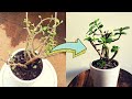 How to Save a Dying Elephant Bush | "Indian Jade Plant" | Garden Unboxing