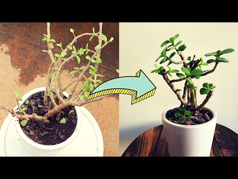 How To Save A Dying Elephant Bush | 