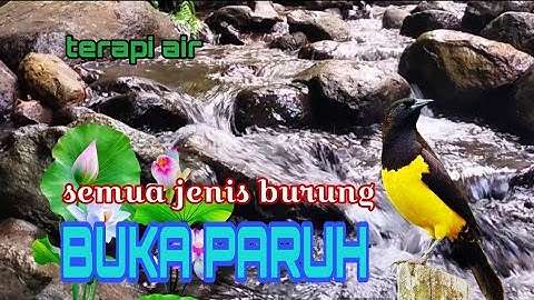 semua jenis burung pasti cepat buka paruh,suara air terapi burung 💧🌿