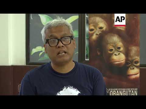 Video: Pet Scoop: Bayi Orangutan Lelaki yang Terbebas, Petinju Pahlawan Dihapus Dari Ventilator