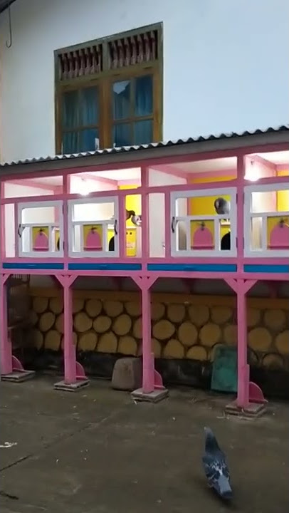 Kandang Merpati Tiga Jaya Sapi Banter