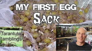 My first egg sack