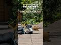 マレーバク【ズーラシアンブラスと仲間たち紹介動画⑩】