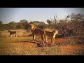 Cat eye  wildlife live stream  greater kruger national park