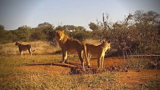 Cat Eye | Wildlife Live Stream - Greater Kruger National Park