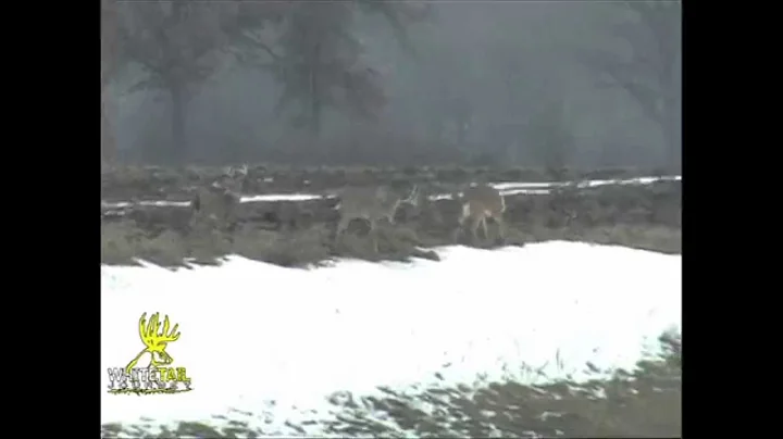 Whitetail Journey TV Giant Typical and Non-Typical