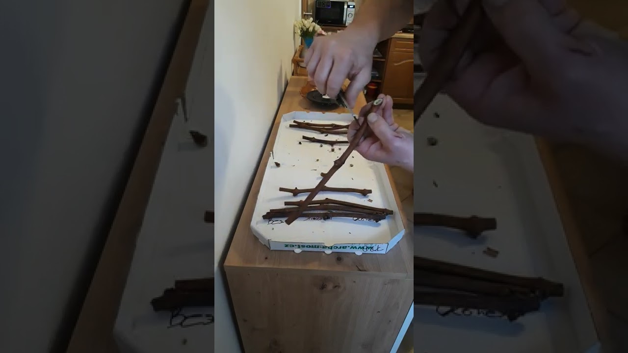 rozmnožování vinné révy