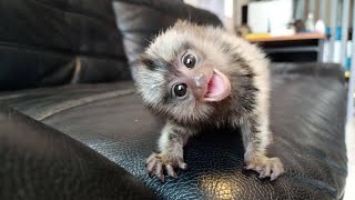Custest Tiny Mamoset Monkeys On earth