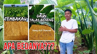 Perbedaan Daun Talas Beneng Dengan Tembakau