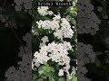 Bridal wreath #spirea