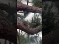 squirrels love