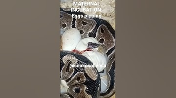 Ball Python Maternal Egg Incubation: Eggs pipping
