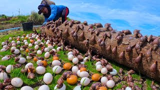 wow amazing! a female farmer harvest duck eggs and snails a lot on the tree stump at field by hand