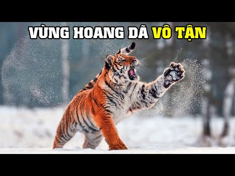 Video: Động vật con - hoang dã và trong nước