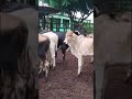 Bezerros a venda região de Estrela de Alagoas. AL